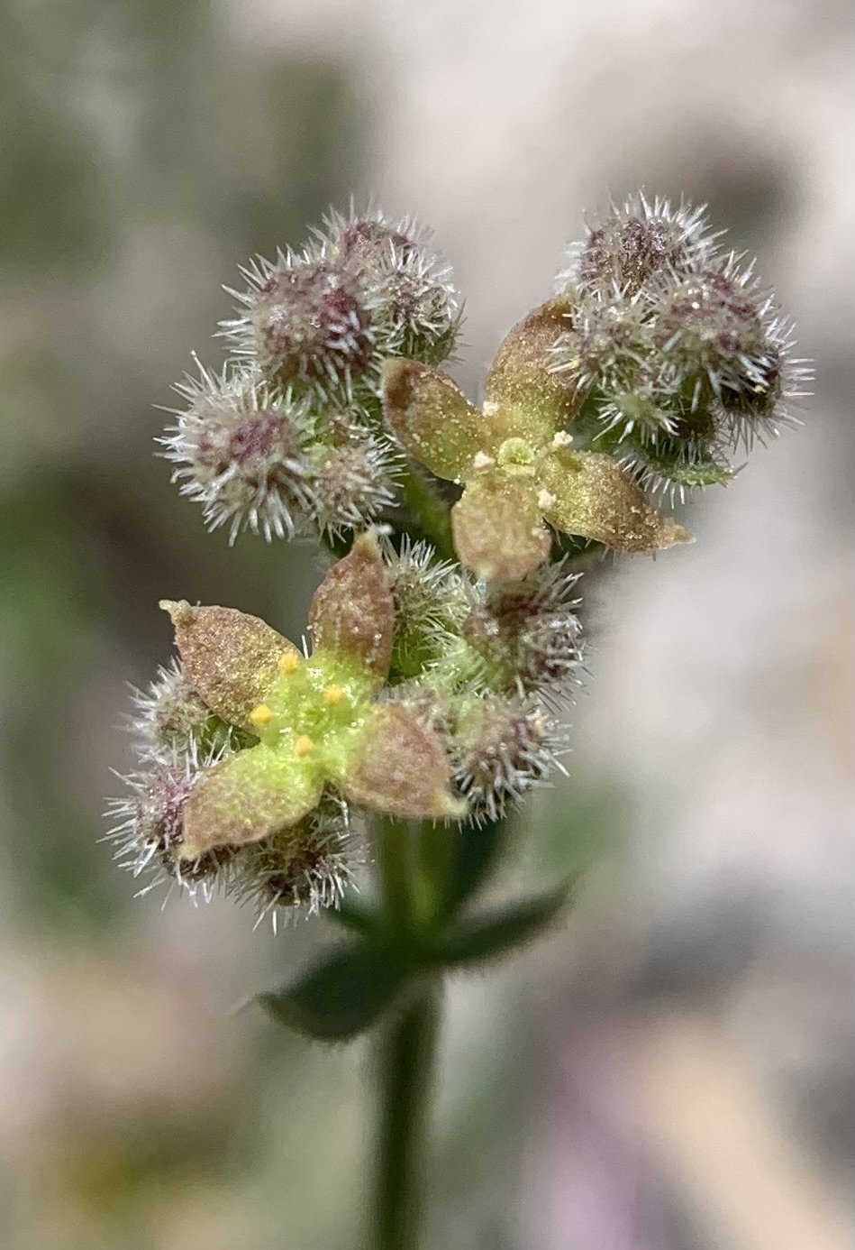 Galium angustifolium ssp. onycense