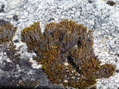 Racomitrium sudeticum