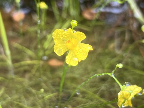 Utricularia gibba, 2024-06-03