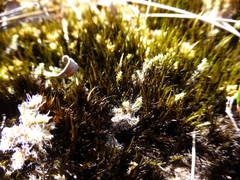 Campylopus atrovirens