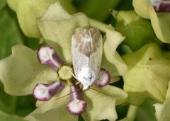 Ponometia candefacta