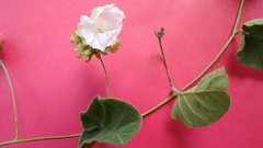 Jacquemontia bracteosa