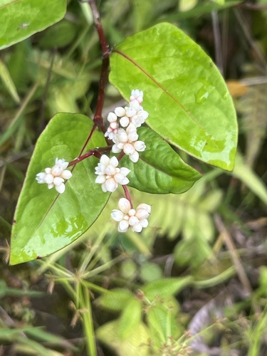 Persicaria chinensis observed 2024-06-03
