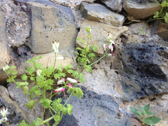 Fumaria capreolata capreolata