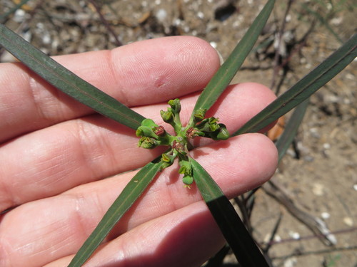 wild poinsettia (Euphorbia cyathophora)