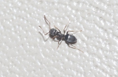 Brachymyrmex patagonicus