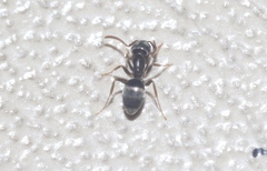 Brachymyrmex patagonicus