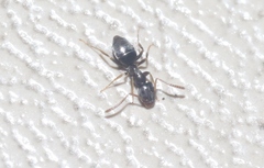 Brachymyrmex patagonicus