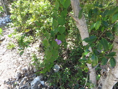 Ipomoea indica