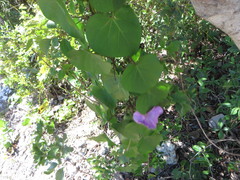 Ipomoea indica