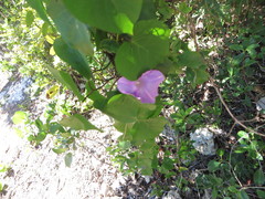 Ipomoea indica