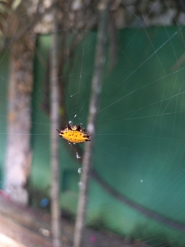 Spinybacked Orbweaver