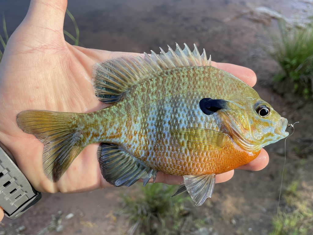 Redbreast Sunfish × Bluegill