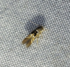 Hieromantis arcuata