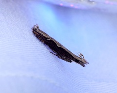 Hypatima spathota