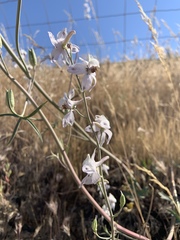 Delphinium gypsophilum