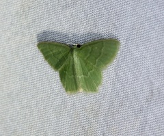 Idiochlora minuscula