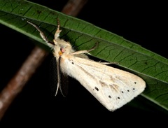 Laelia anamesa