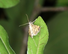 Lamprosema tampiusalis