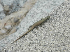 Dasia olivacea