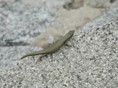 Dasia olivacea