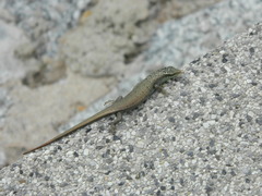 Dasia olivacea