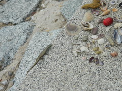 Dasia olivacea