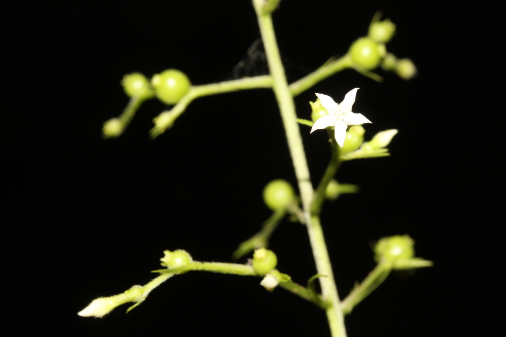 Bertiera angustifolia