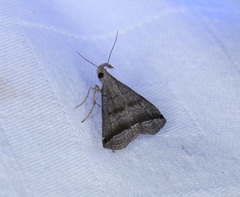 Lysimelia neleusalis