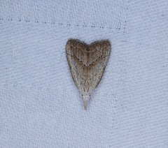 Meganola brunellus
