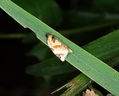 Neocalyptis liratana