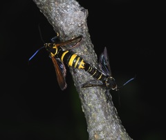 Nokona pilamicola