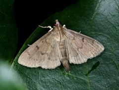 Omiodes tristrialis