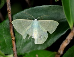 Pelagodes antiquadraria