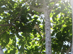 Vireo crassirostris