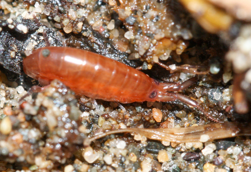 beach flea