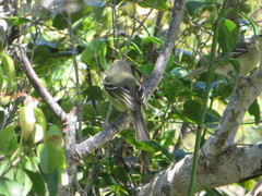 Vireo crassirostris