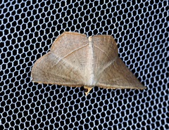 Plesiomorpha flaviceps