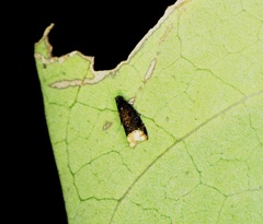 Pseudacroclita hapalaspis