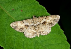 Psilalcis galsworthyi