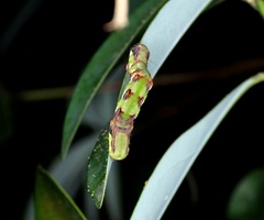 Racotis boarmiaria