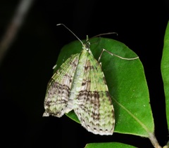 Sauris purpurotincta