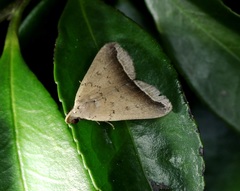 Simplicia mistacalis