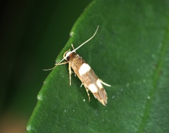 Stathmopoda paradiplaspis