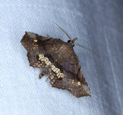 Throana pectinifer