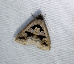Tephriopis divulsa