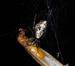 Cyclosa confusa