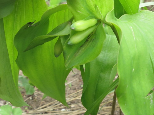 Polygonatum involucratum (Polygonatum involucratum)