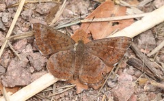 Calephelis arizonensis