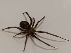 Steatoda